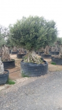 olea europea- olivenbaum alt gross_3